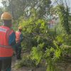 Petugas PLN ULP Waru Gerak Cepat Tangani Pohon Tumbang Yang Menimpa Kabel Listrik Di Desa Tagangser Laok
