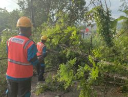 Petugas PLN ULP Waru Gerak Cepat Tangani Pohon Tumbang Yang Menimpa Kabel Listrik Di Desa Tagangser Laok