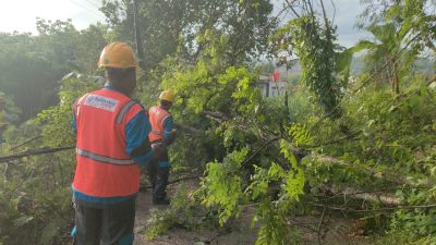 Petugas PLN ULP Waru Gerak Cepat Tangani Pohon Tumbang Yang Menimpa Kabel Listrik Di Desa Tagangser Laok