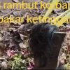 Beredar di Sebuah Tiktok Adanya Sisa Rambut Di Duga Milik  Mahasiswi UTM Yang Dibakar  Pacarnya di Bangkalan 