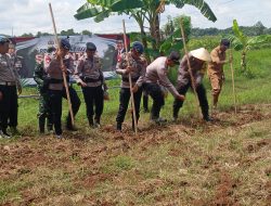 Penanaman Jagung Pioneer Hibrida Dukung Ketahanan Pangan di Wilayah Polsek Sokobanah