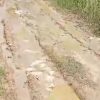 Tanpa Perhatian, Jalan Poros Desa Tolang Becek