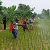 Penyuluhan Pertanian Kecamatan Ketapang Memberikan Pendampingan Upaya Pengendalian Dengan Menyemprotkan Fungisida Bakterisida  Kuproxat