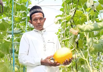 Melon Premium dari Pesisir Panas Paiton Probolinggo Kini Masuk Gudang Buah Nasional