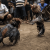 Diduga Kebal Hukum, Sabung Ayam di Sokobanah Sampang Masih Beroperasi, Polisi Janji Tindak Lanjut
