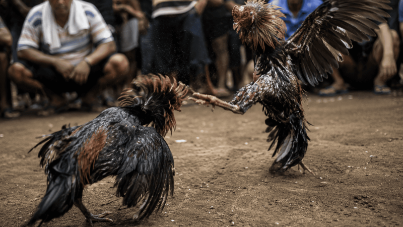 Diduga Kebal Hukum, Sabung Ayam di Sokobanah Sampang Masih Beroperasi, Polisi Janji Tindak Lanjut