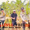 Polsek Simpang Dua Laksanakan Panen Jagung Hibrida Milik Poktan Dua Makmur di Desa Semandang Kanan