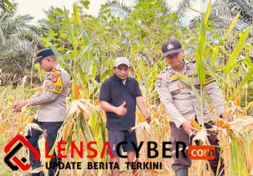 Polsek Simpang Dua Laksanakan Panen Jagung Hibrida Milik Poktan Dua Makmur di Desa Semandang Kanan