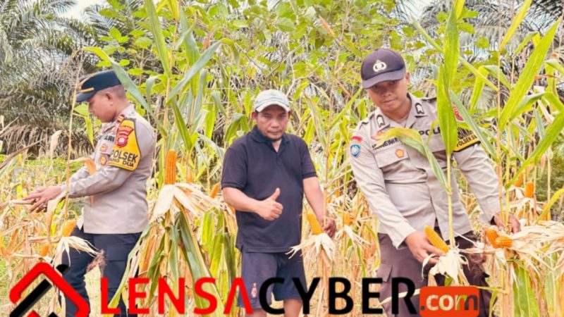Polsek Simpang Dua Laksanakan Panen Jagung Hibrida Milik Poktan Dua Makmur di Desa Semandang Kanan