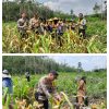 Sinergi Polri dan Petani di Sebangki: Panen Perdana 2 Hektare Jagung Tembus 5 Ton