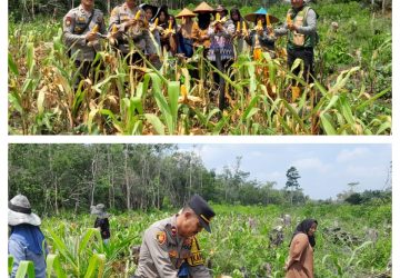 Sinergi Polri dan Petani di Sebangki: Panen Perdana 2 Hektare Jagung Tembus 5 Ton