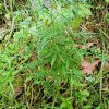 ‎GEGER! Polisi dan Warga Temukan Tanaman Diduga Ganja di Ladang Warga Katibung  ‎