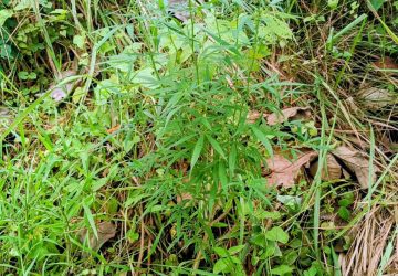 ‎GEGER! Polisi dan Warga Temukan Tanaman Diduga Ganja di Ladang Warga Katibung  ‎